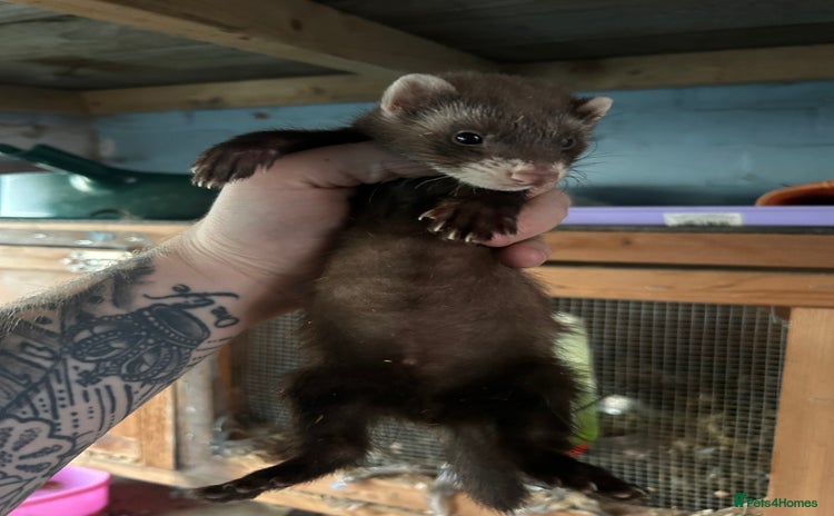 Ferret rodents in Shildon - Advert 2