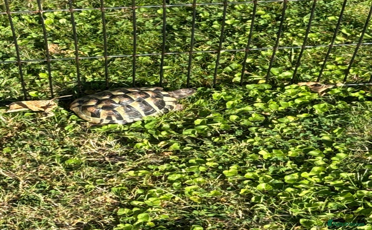 Hermann Tortoise reptiles - Advert 1