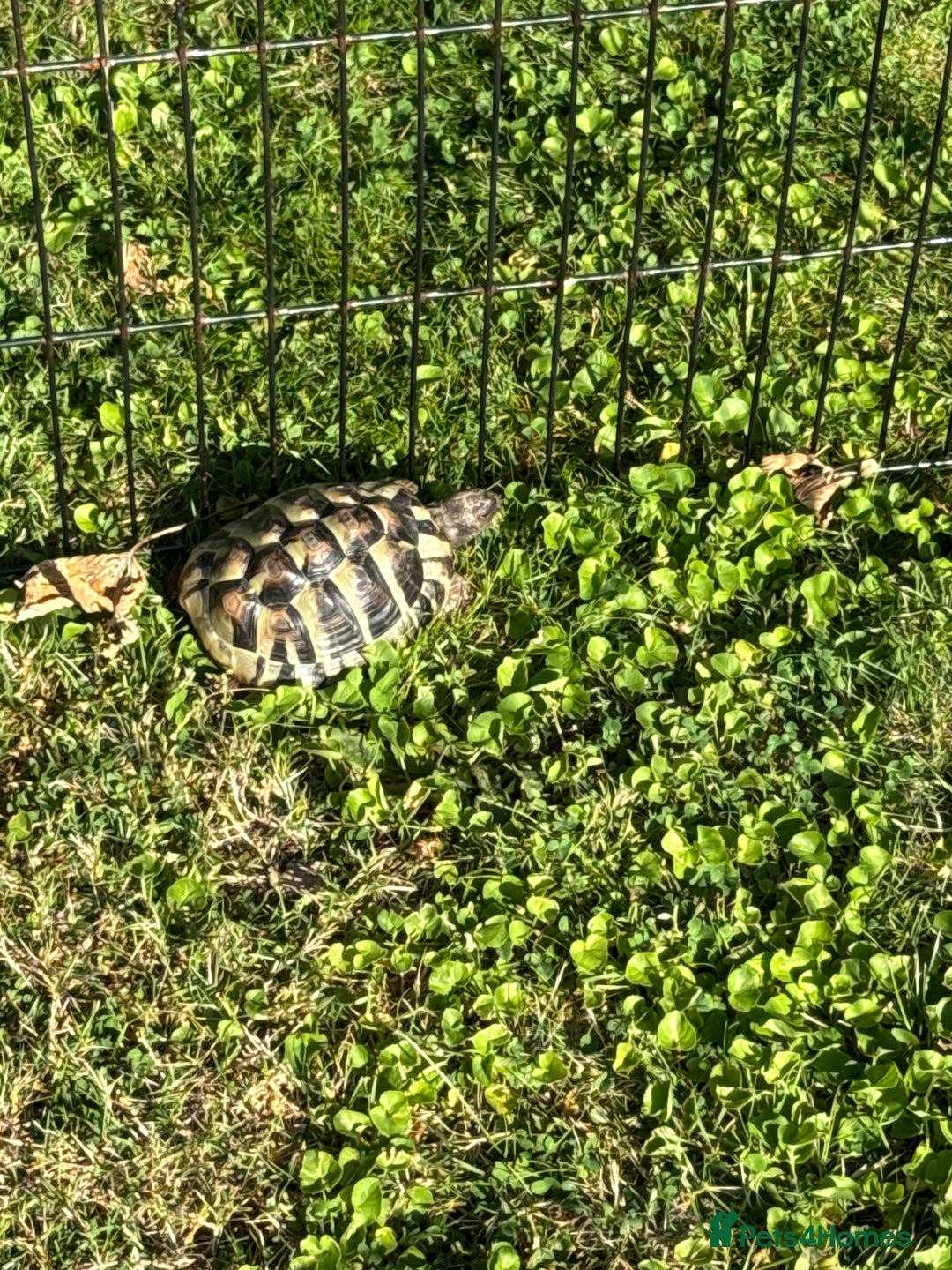 Hermann Tortoise reptiles for sale: 2x hermanns tortoises for sale - Image 1