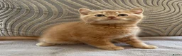 British Shorthair cats for sale: GCCF British Shorthair Kittens  in Southampton - Advert 14