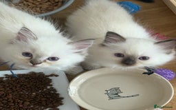 Ragdoll cats for sale: Gccf registered ragdoll kittens  - Image 20
