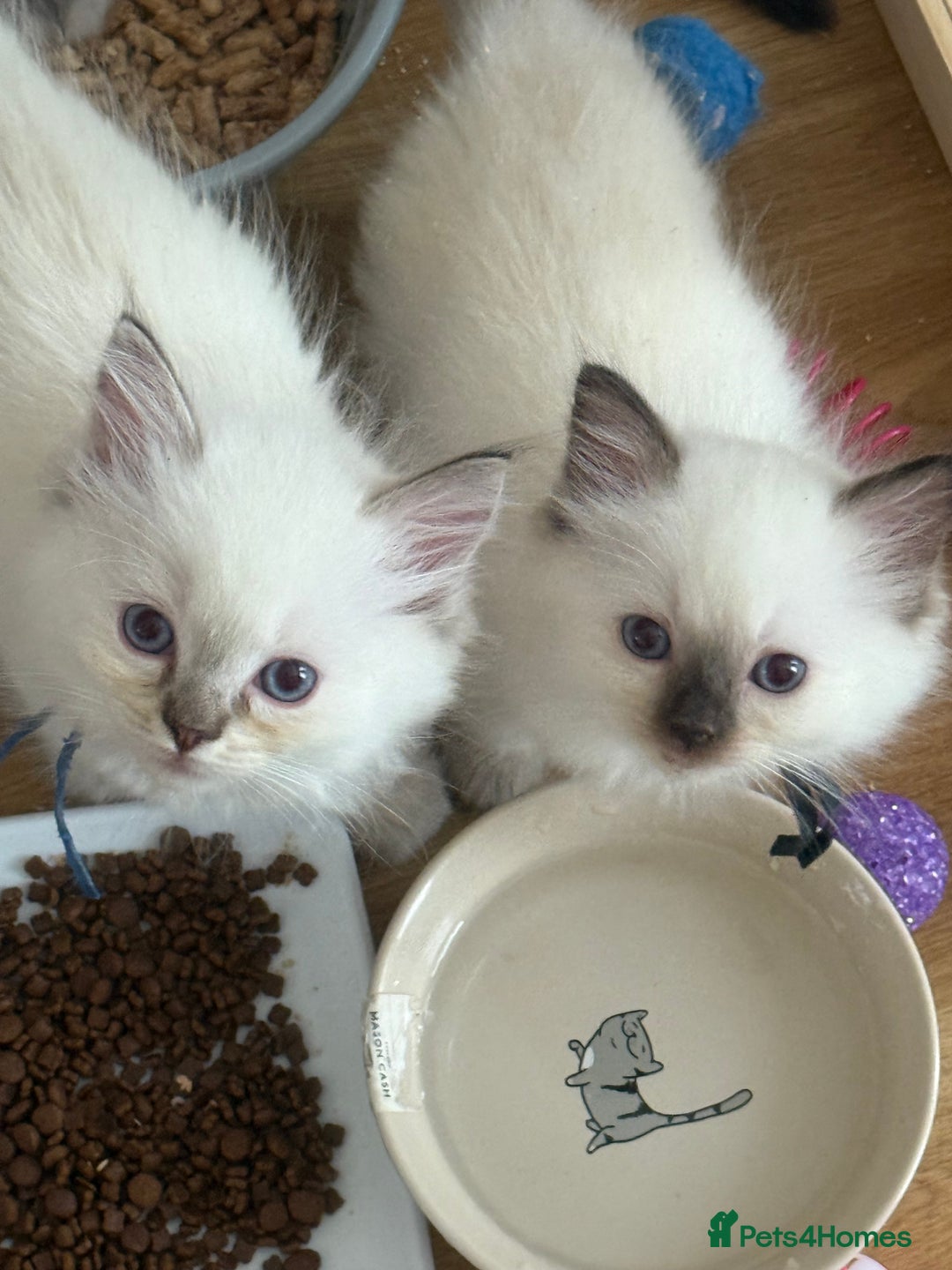 Ragdoll cats for sale: Gccf registered ragdoll kittens  - Image 20