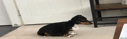 Miniature Dachshund dogs for sale: 2 week old  - Advert 5