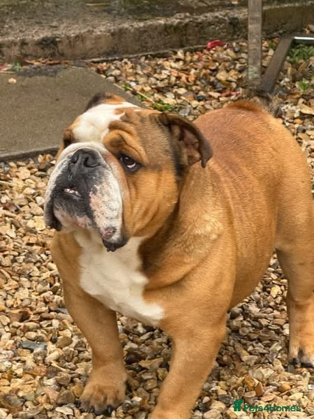 English Bulldog dogs Meet Walter our stunning Kc boy  - Advert 3