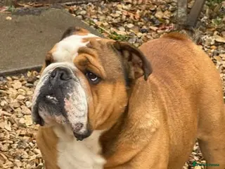 English Bulldog dogs Meet Walter our stunning Kc boy - Advert 2