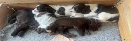 Cocker Spaniel dogs for sale: *Stunning Cocker Spaniel Puppies* - Advert 5
