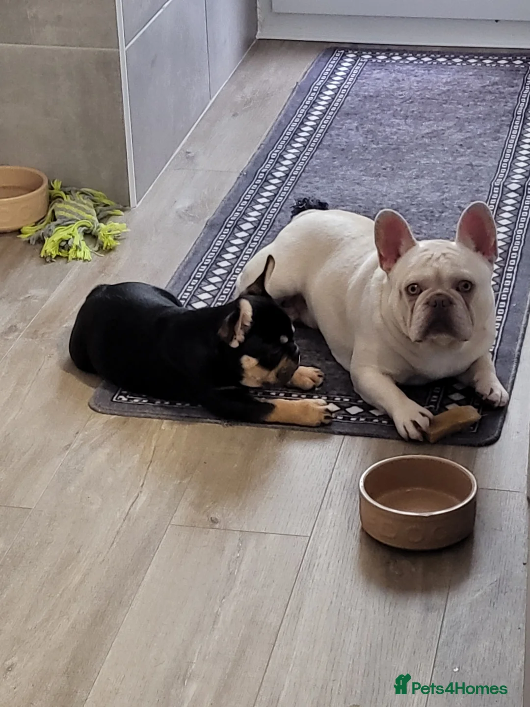 French Bulldog dogs for stud:  💥Amazing structure and quality! in Ebbw Vale - Advert 35