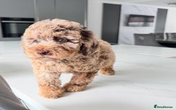 Cockapoo dogs for sale: Stunning Cockapoo Litter  - Image 5