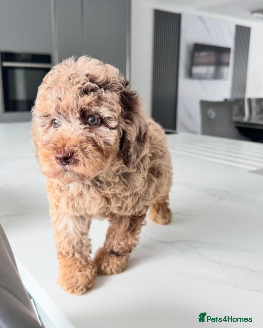 Cockapoo dogs for sale: Stunning Cockapoo Litter  - Image 5