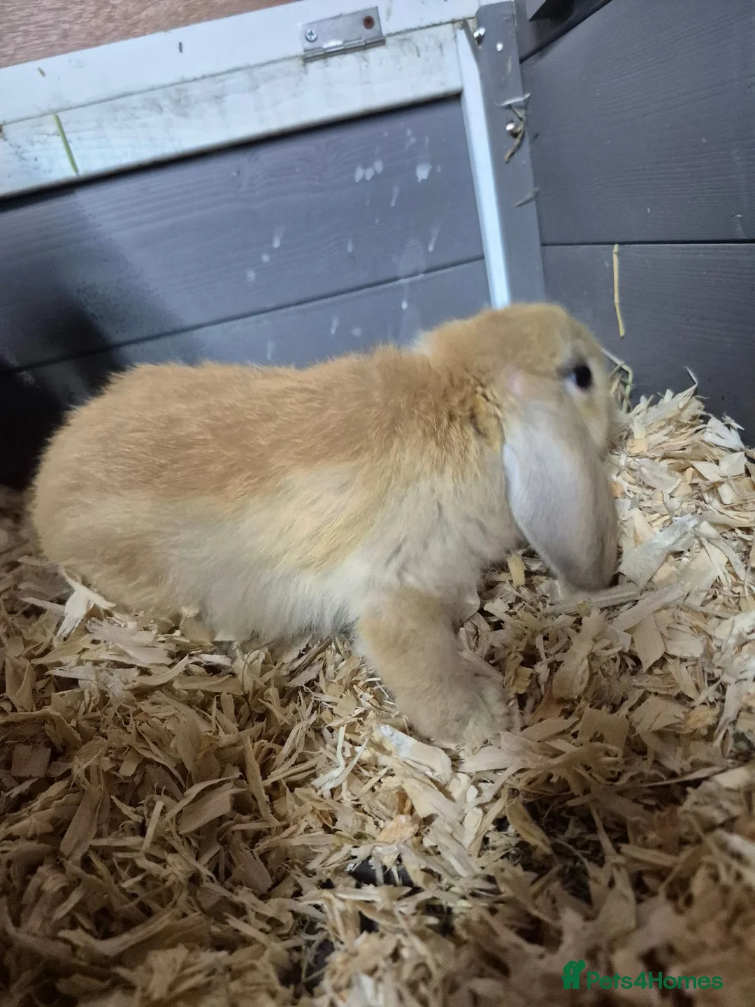 Mini Lop rabbits for sale: 11 week old holland lop doe  - Advert 2