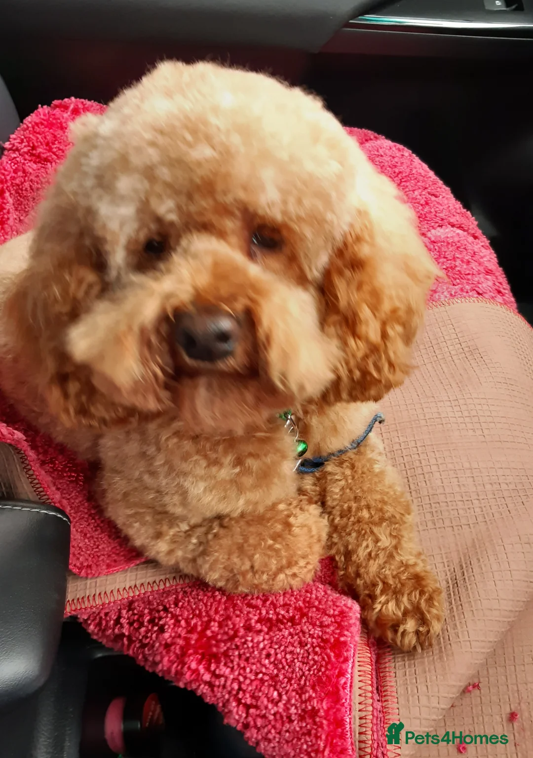 Cockapoo dogs for sale: Small cockapoo puppies in Hockley - Advert 11