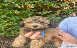 Cavapoo dogs for sale: Fully health tested Beautiful F1BB Cavapoo puppies - Image 9