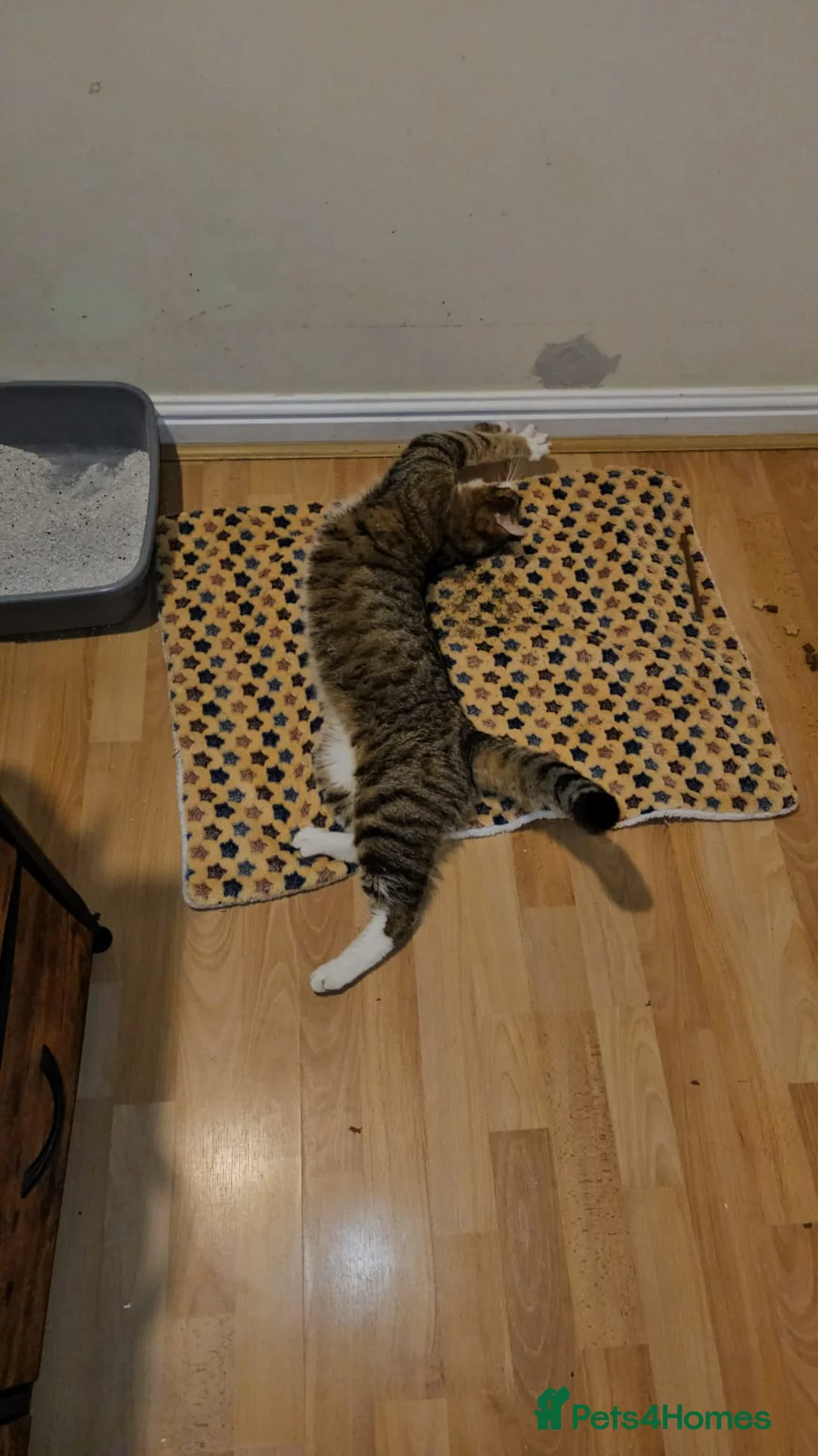 Mixed Breed cats for adoption: Tiger looking for a home - Advert 2