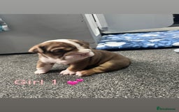 English Bulldog dogs for sale: 🐶 KC Registered English Bulldog Puppies 🐶 - Image 8