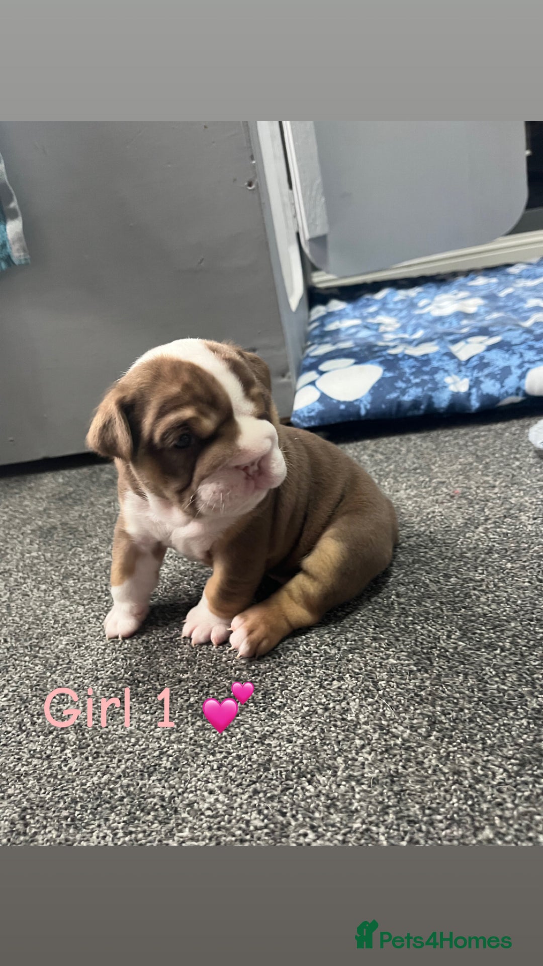 English Bulldog dogs for sale: 🐶 KC Registered English Bulldog Puppies 🐶 - Image 8