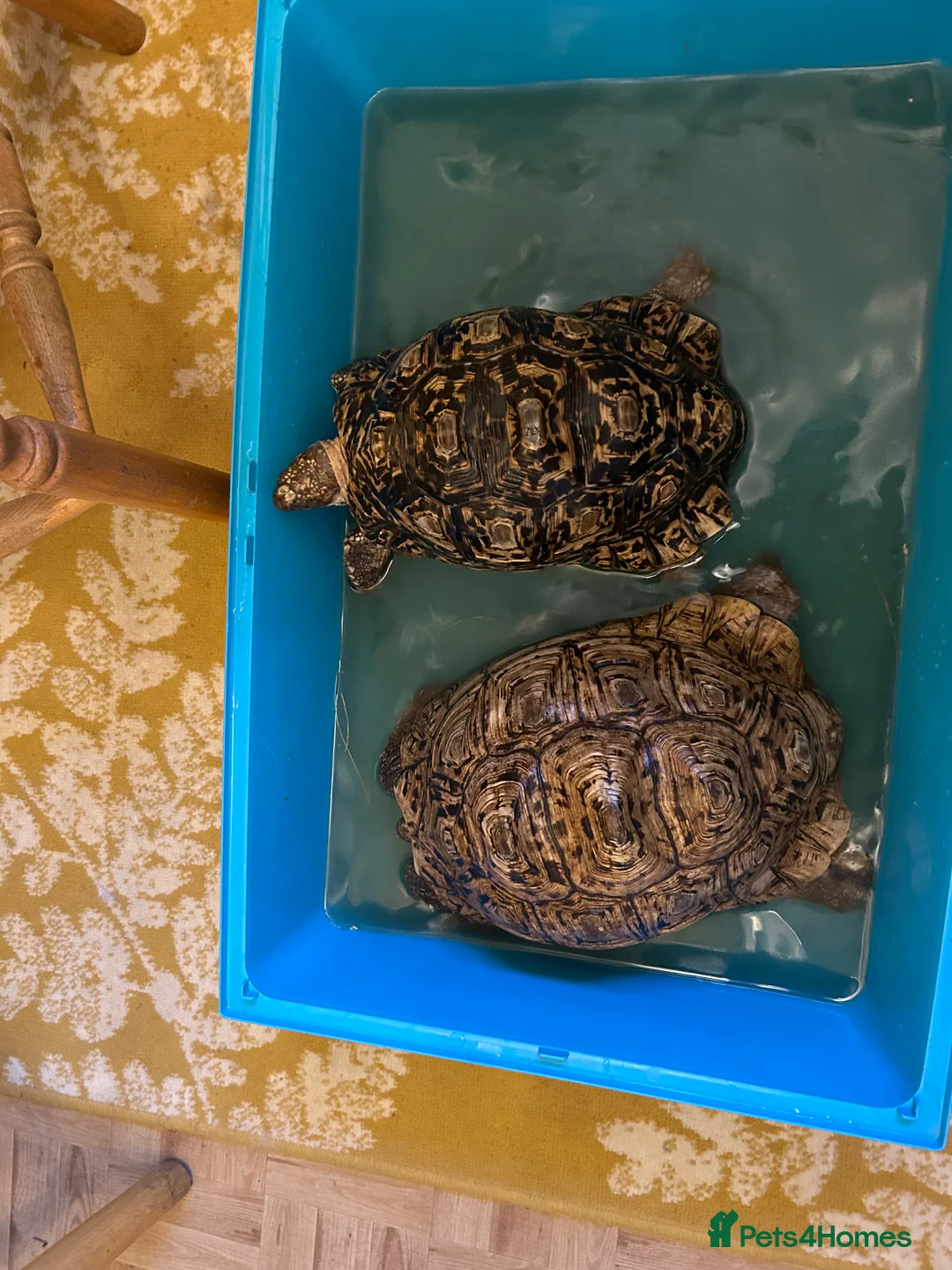 Mixed Breed reptiles for sale: Leopard tortoise babies x 3 left ready now  - Advert 2