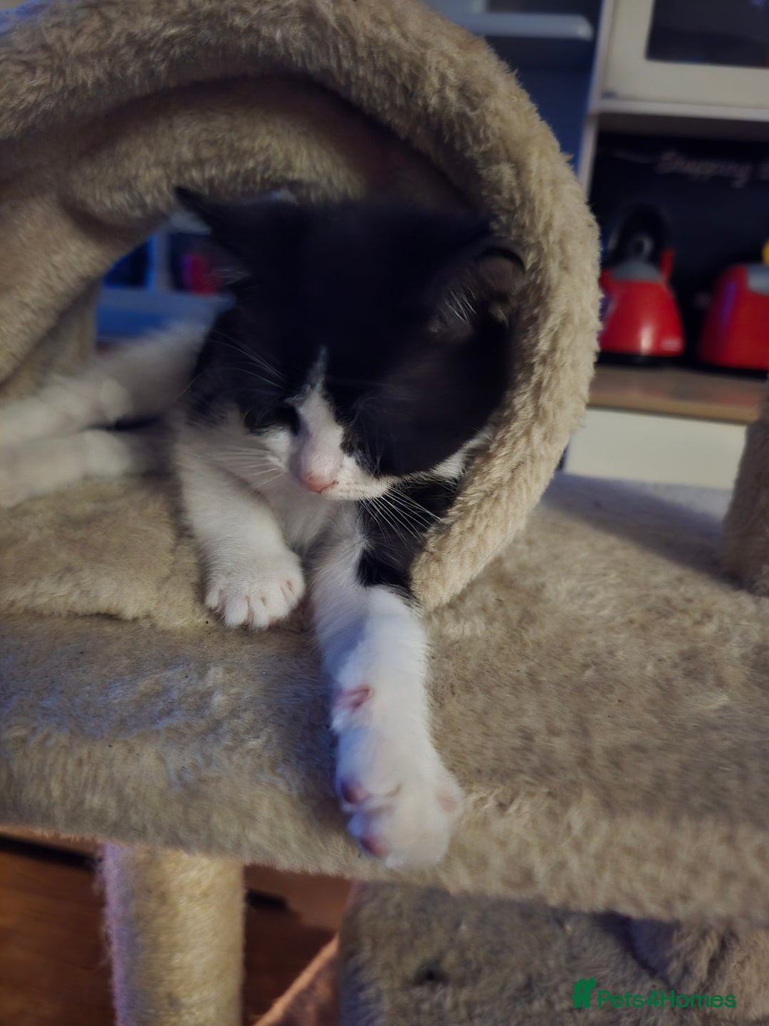 Mixed Breed cats for sale: Adorable black and white kittens - Image 3