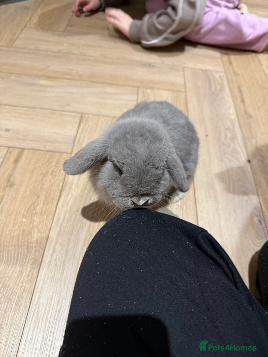 Mini Lop rabbits for sale: Lilac Mini Lop for Sale - Advert 1