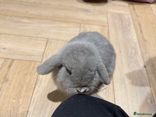 Mini Lop rabbits Lilac Mini Lop for Sale - Advert 1