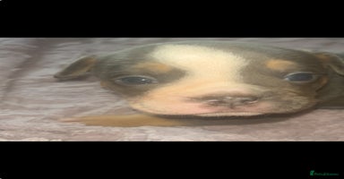 Olde English Bulldogge dogs - Advert 8