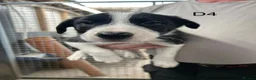 Border Collie dogs for sale: Registered pedigree collies in Swansea - Advert 4