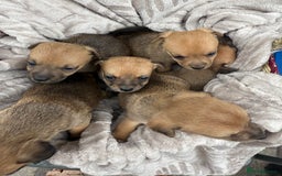 Jack Russell dogs for sale: Beautiful litter of jack Russell puppies  - Image 12