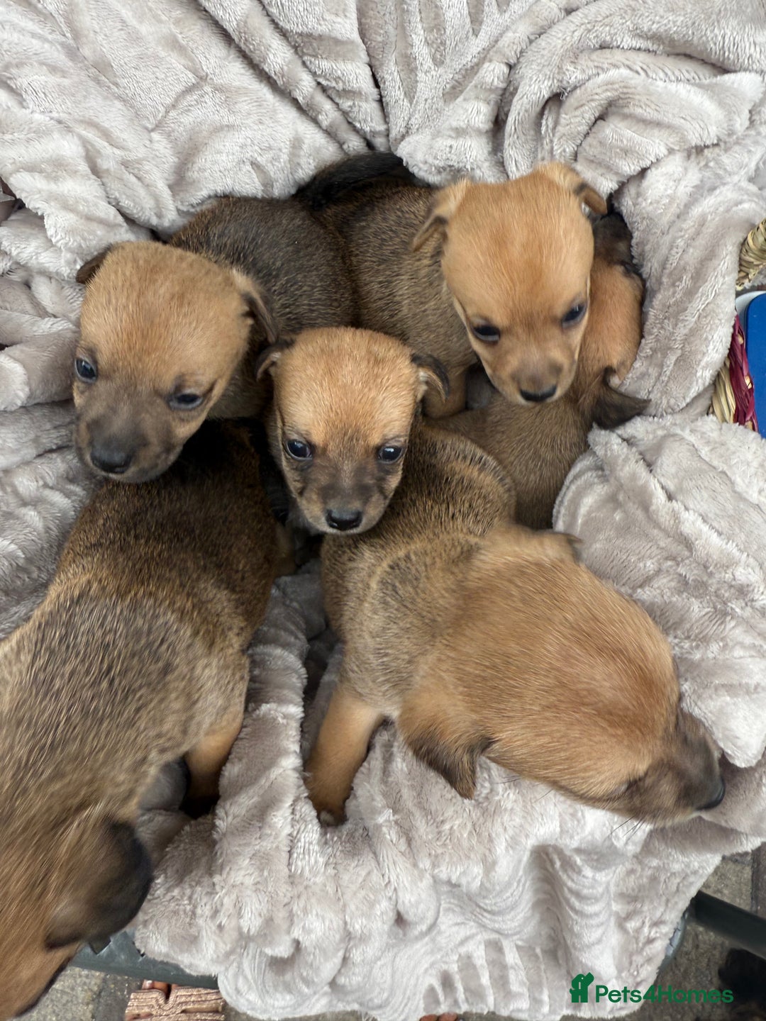 Jack Russell dogs for sale: Beautiful litter of jack Russell puppies  - Image 12