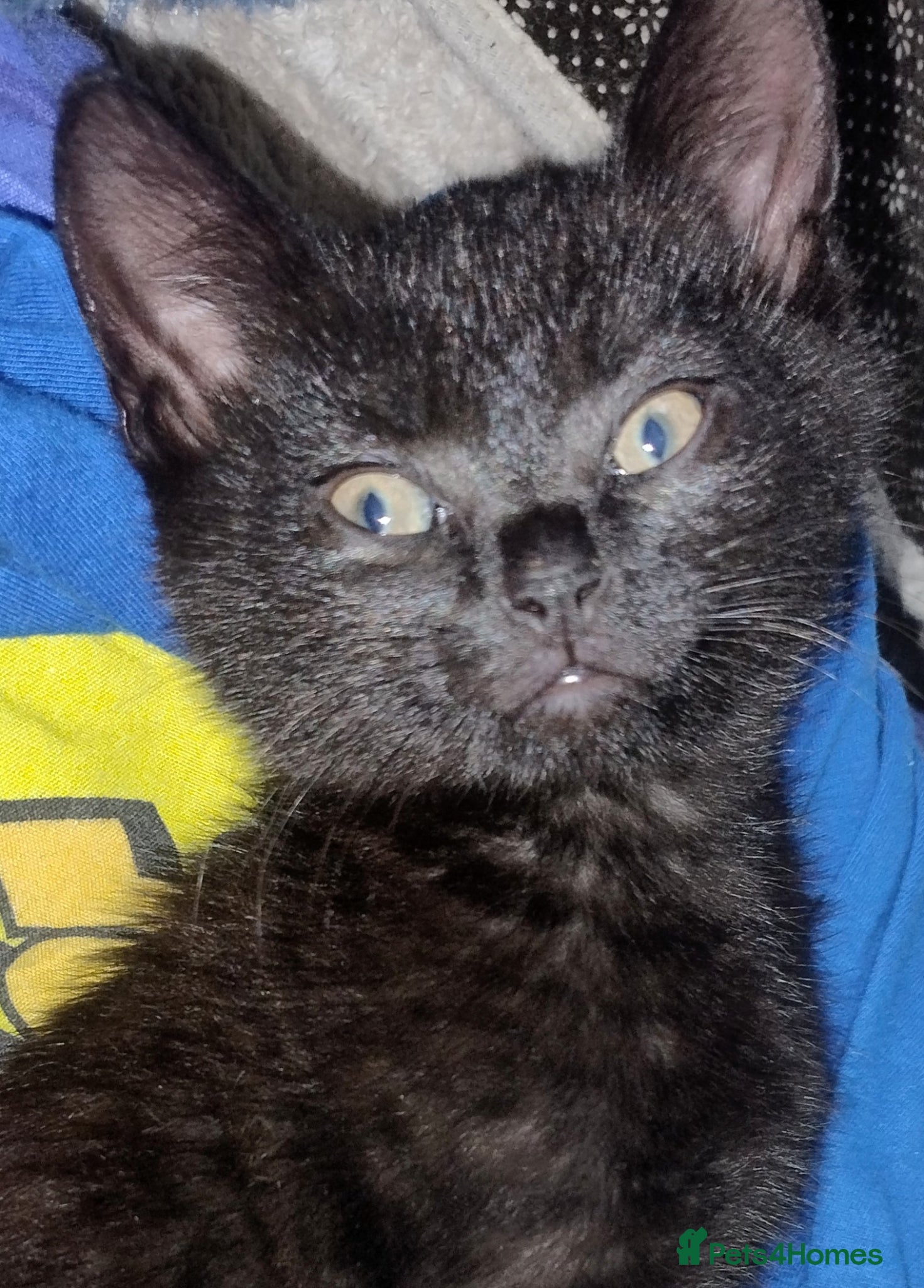 Mixed Breed cats Affectionate, and socialised miniature kittens - Advert 3