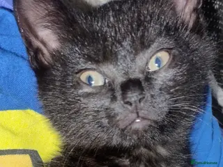 Mixed Breed cats Affectionate, and socialised miniature kittens - Advert 3