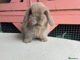 Mini Lop rabbits Vaccinated Baby mini lop bucks - Advert 10