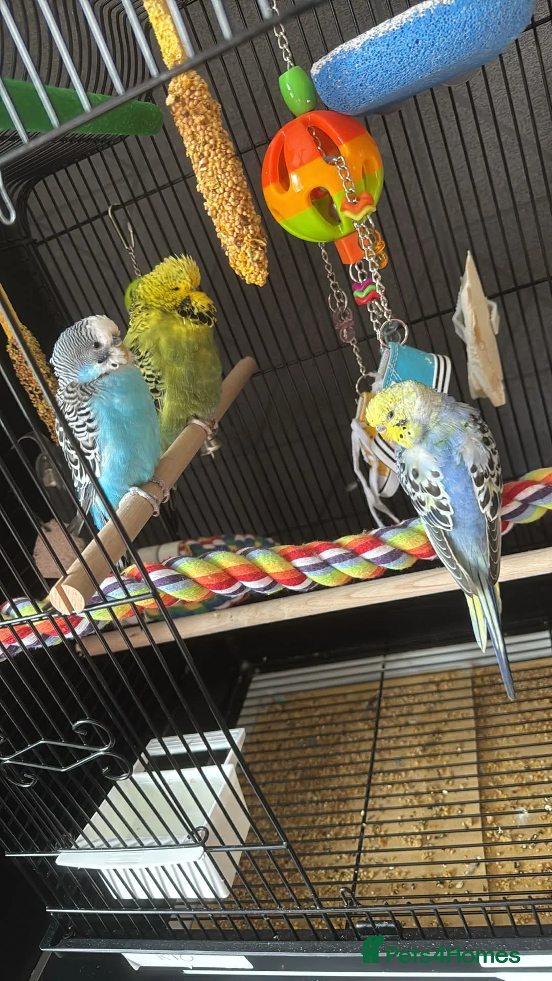 Budgerigars birds for sale: Cage and 3 Budgies for sale - Advert 6