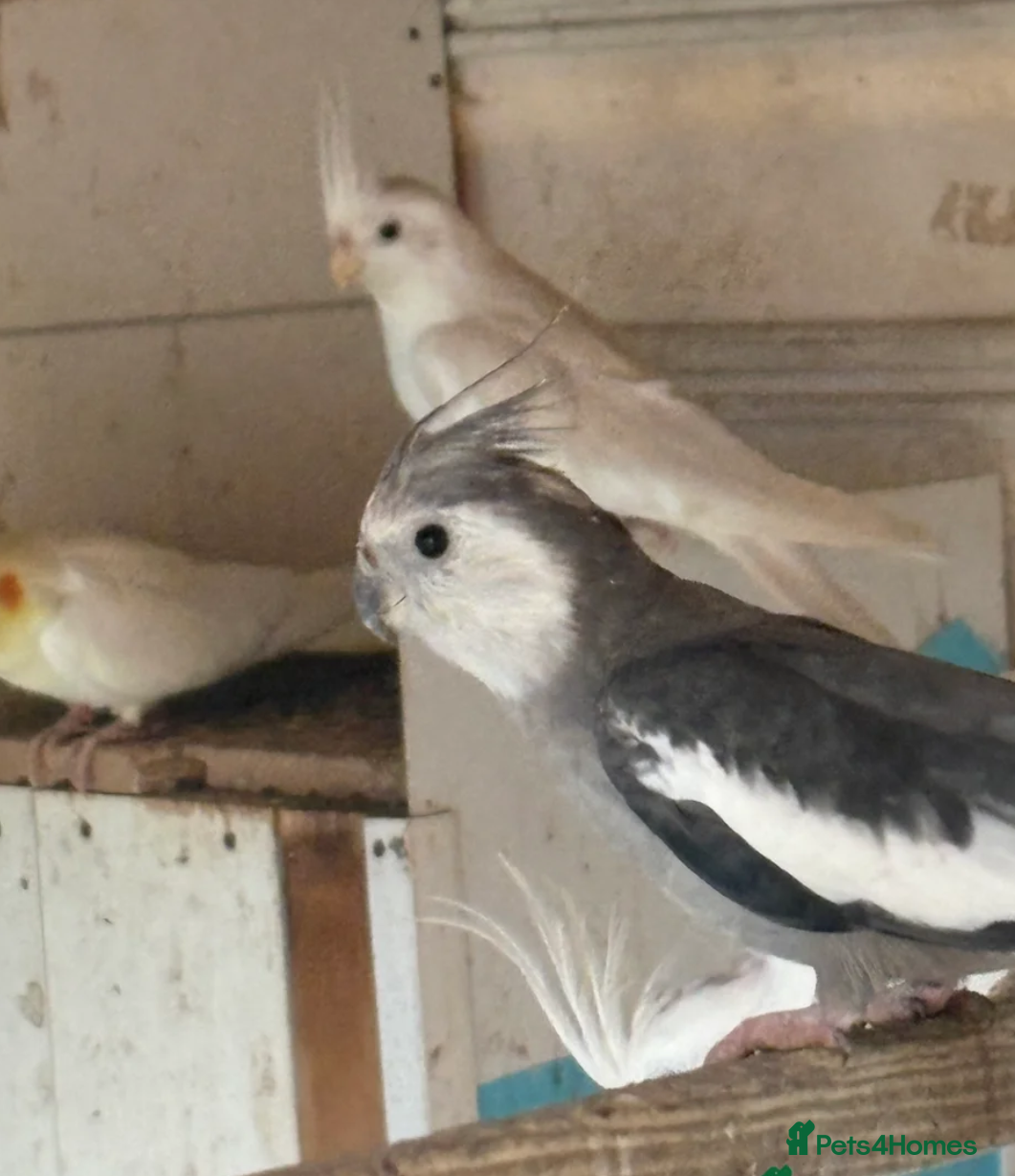 Cockatiels birds Grey/White Albino Cocoatail  - Advert 3
