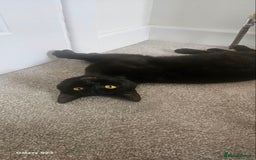 British Shorthair cats for sale: Seb - Beautiful black cat - Image 4