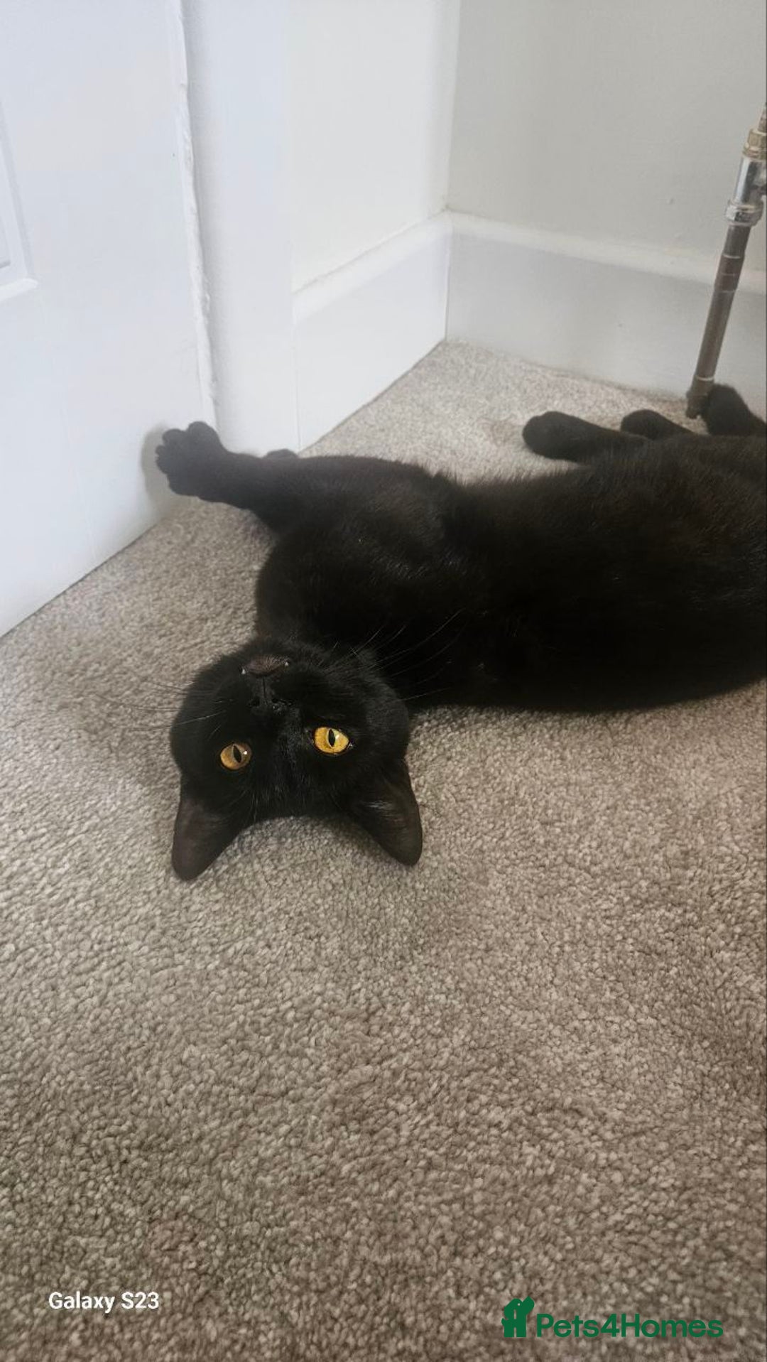British Shorthair cats for sale: Seb - Beautiful black cat - Image 4