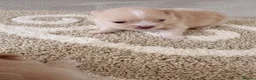 Pomeranian dogs for sale: Pomeranian Puppies - Advert 6