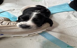 Cocker Spaniel dogs for sale: AMAZING COCKER SPANIEL PUPPIES READY NOW!  - Image 15