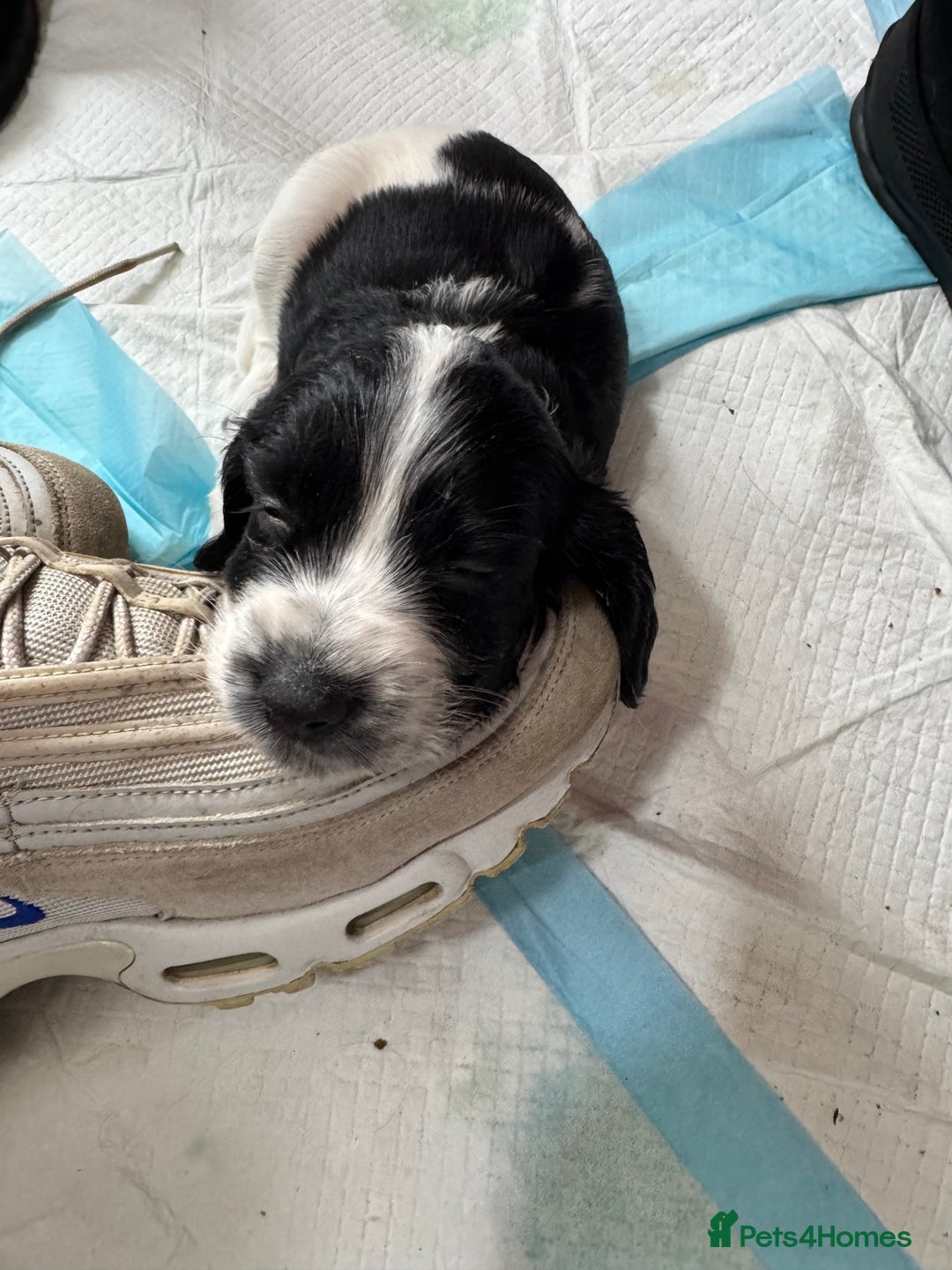 Cocker Spaniel dogs for sale: AMAZING COCKER SPANIEL PUPPIES READY NOW!  - Image 15
