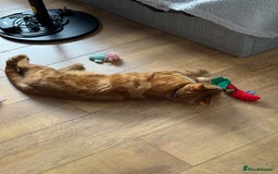 Domestic Shorthair cats for sale: Ginge male cat 2 years old  - Image 2