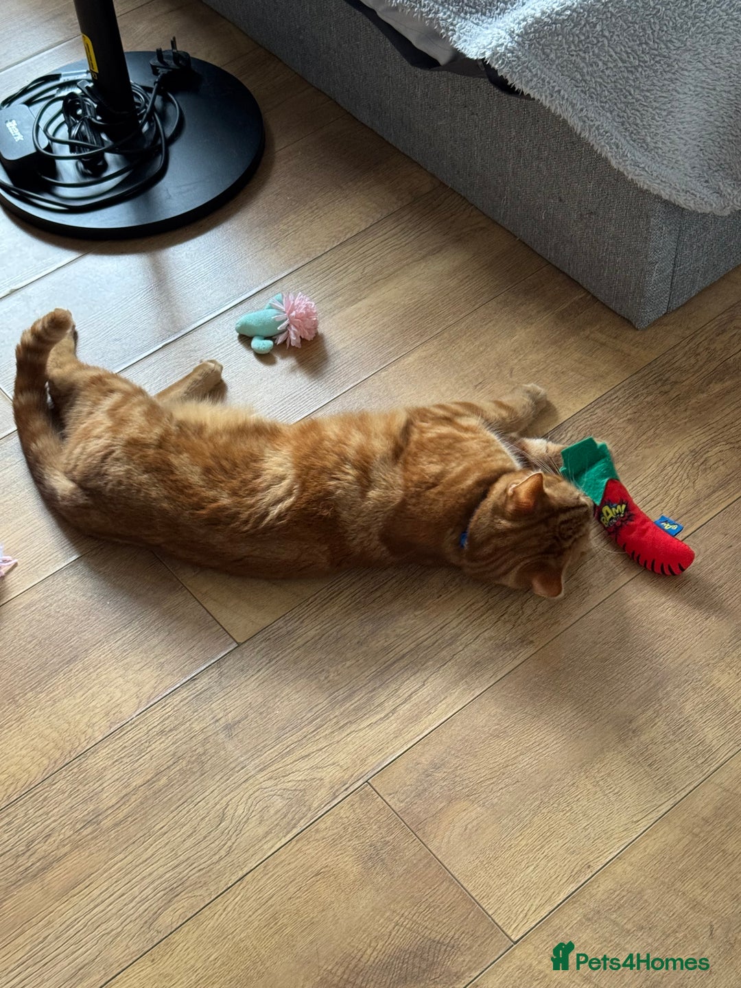 Domestic Shorthair cats for sale: Ginge male cat 2 years old  - Image 2