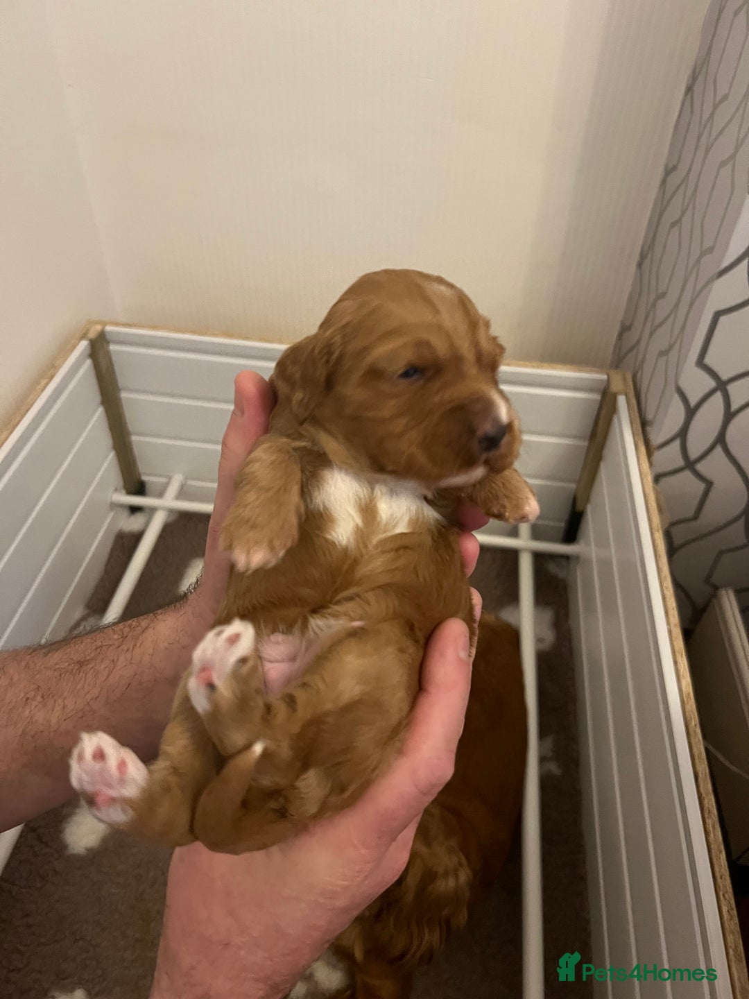 Cockapoo dogs for sale: F1 Cockapoo puppies from health tested parents  - Advert 17