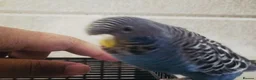 Budgerigars birds for sale: Rare Blackface Split Hago Budgies Available - Advert 10