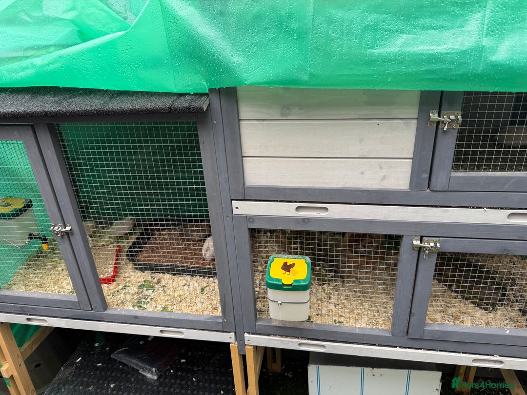Quail poultry for sale: Full Quail Set-Up with 7 button Quails - Image 5