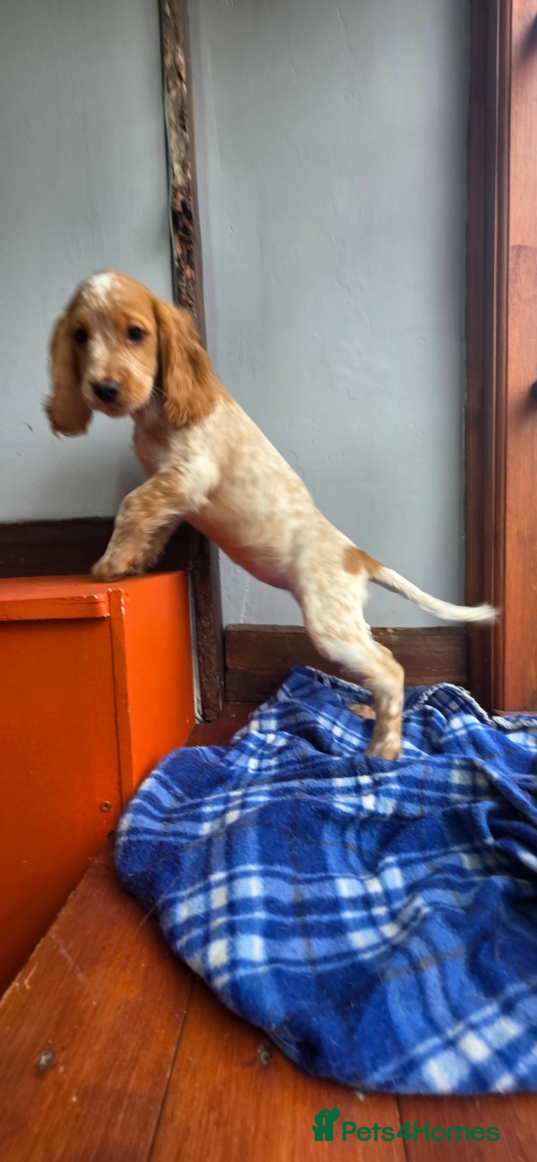 Cocker Spaniel dogs for sale: Working Cocker Spaniel  - Image 15