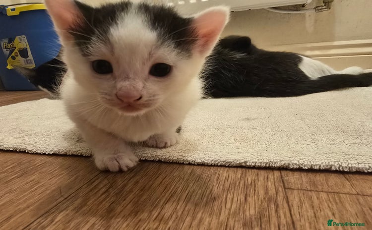 Domestic Shorthair cats - Advert 1