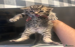 British Shorthair cats for sale: BSH KITTENS - Image 5