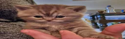British Longhair cats for sale: British long Hair  - Advert 6
