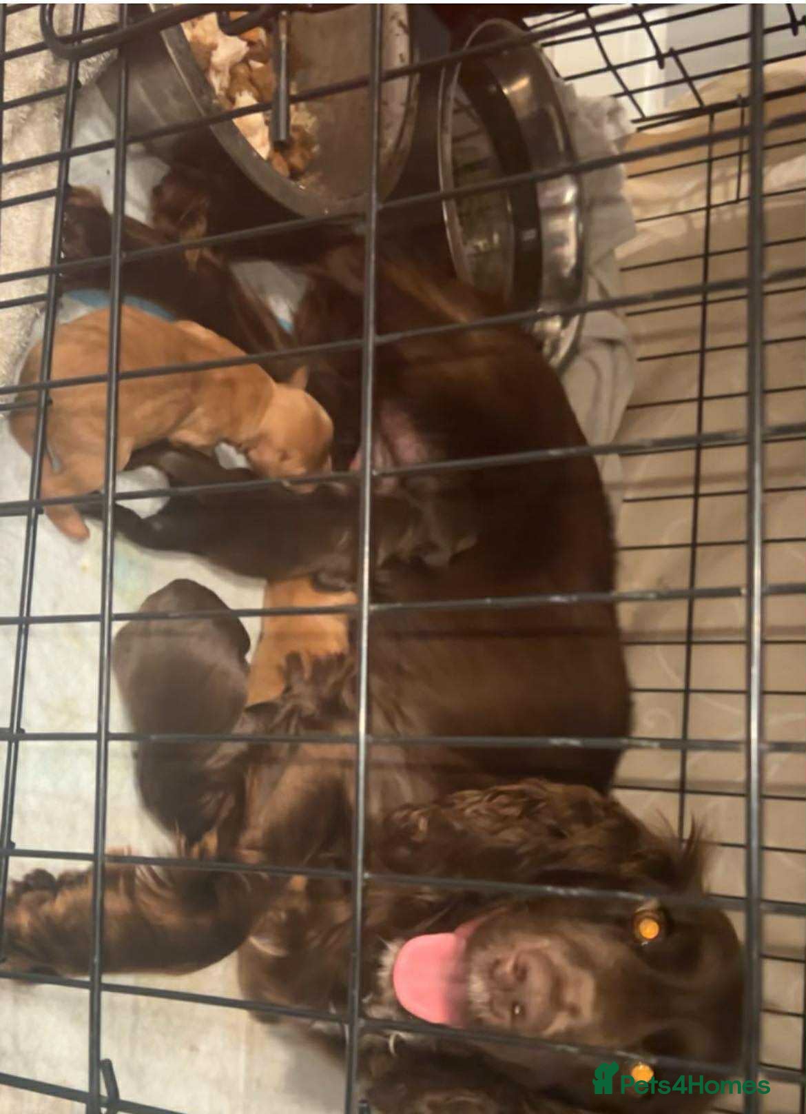 Cockapoo dogs Cockerpoo puppies for sale  - Advert 12