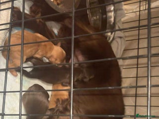 Cockapoo dogs Cockerpoo puppies for sale - Advert 1