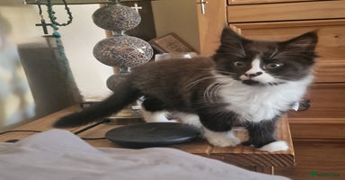 Maine Coon cats - Advert 5