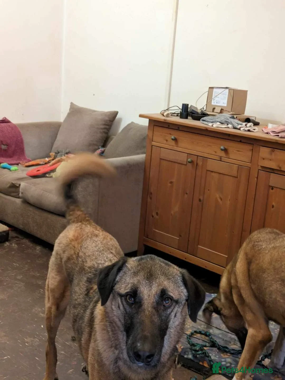 Mixed Breed dogs for adoption: Meet Pickle, currently residing in Wales in Barry - Advert 9